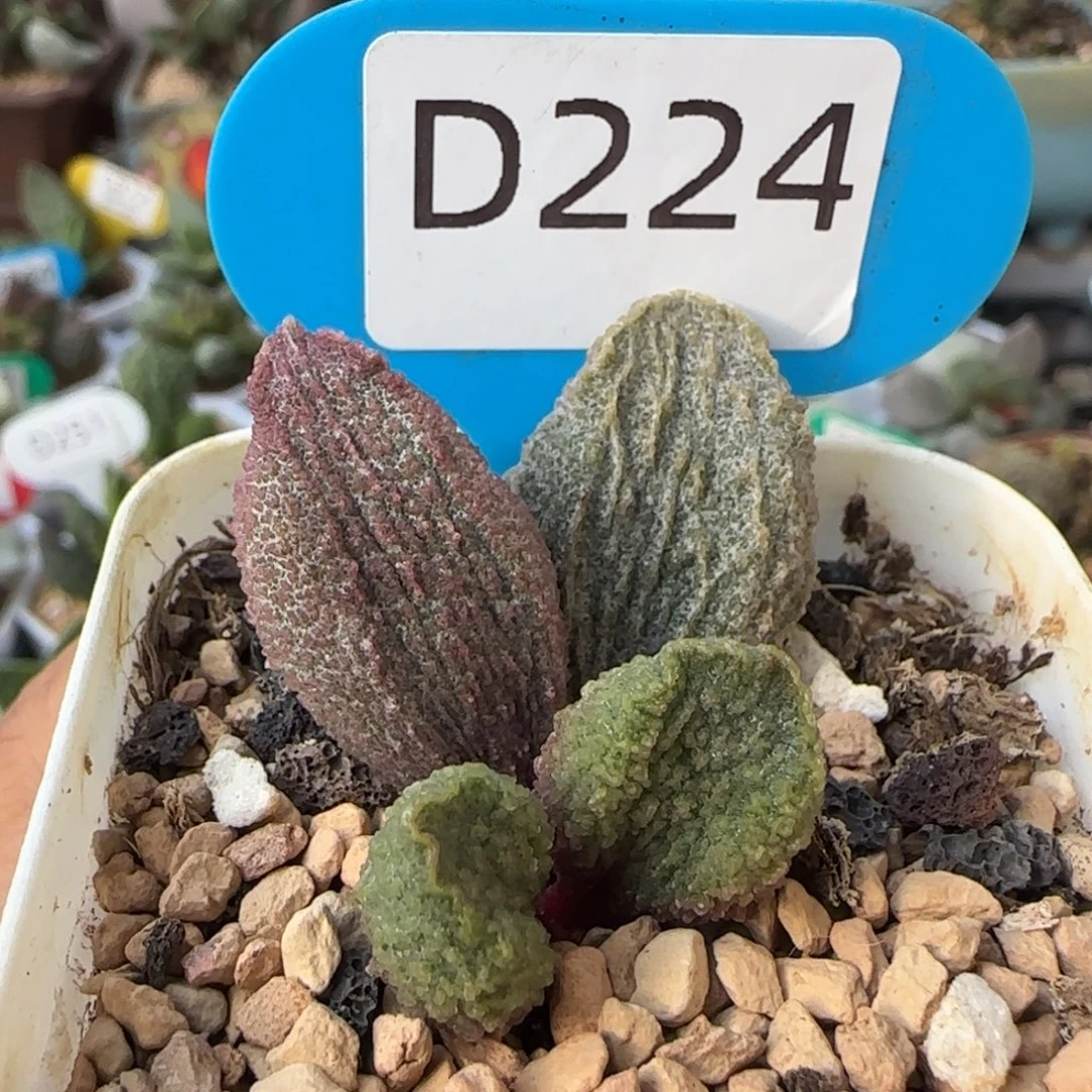 猪舌。   224。