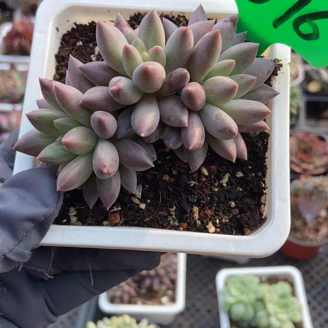 1676车厘子多肉植物多肉