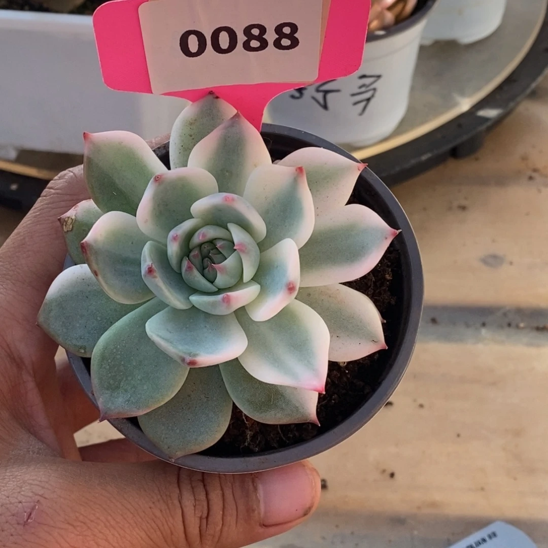 0088吉娃娃哈哈哈哈哈哈