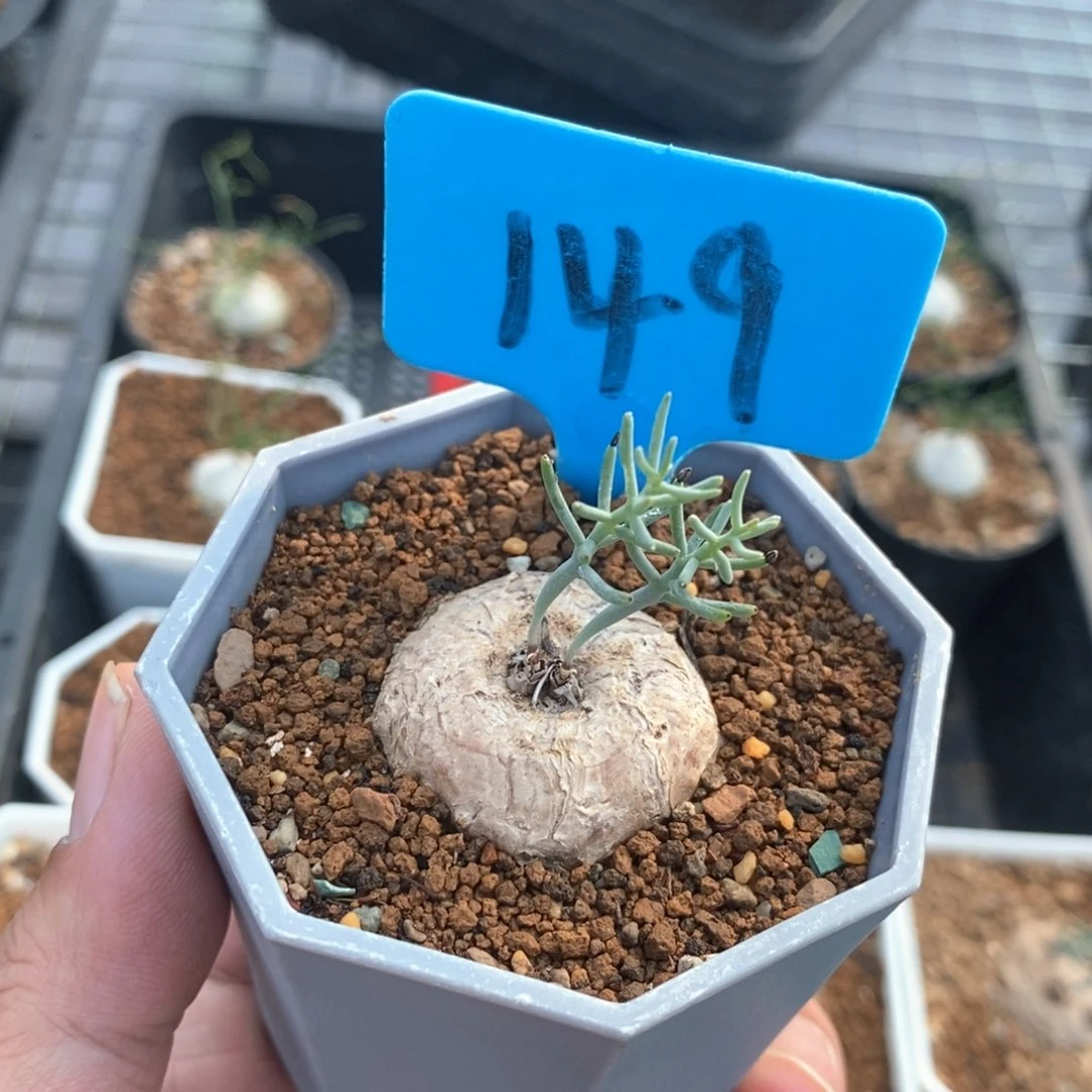 爱富丽雾冰玉多肉植物