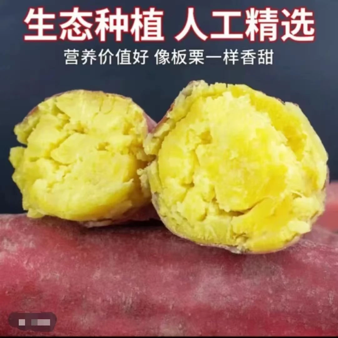 【买3斤送2斤】沙地新鲜现挖红皮黄心蜜薯粉糯香甜