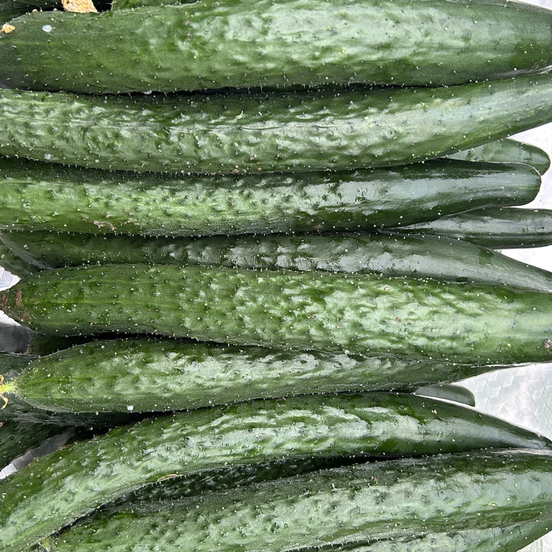 小叶农场自家种植标榜水果黄瓜 现摘现发 京东包邮水果黄瓜