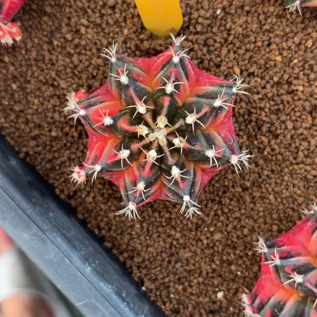 L531-1210泰国发货 生来如此