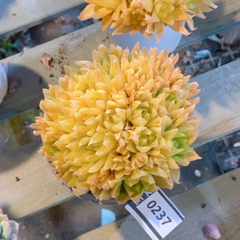 【闪购商品】黄金玉露0237