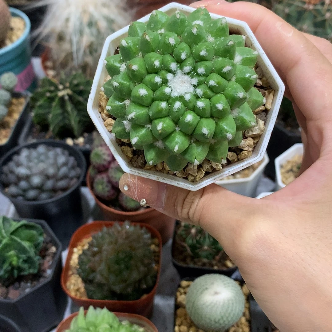 当前无花栽培后可以开花实生根雪糕无刺