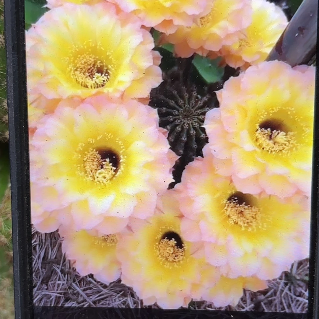 哦天堂彩20包邮仙人球3