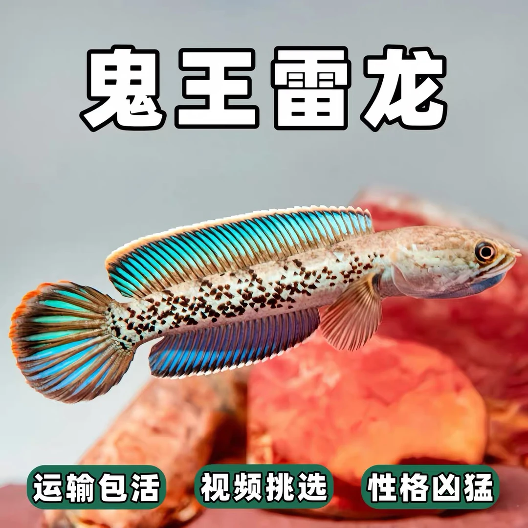 鬼王蓝宝石雷龙鱼 巴卡二型 中型雷龙 色彩艳丽