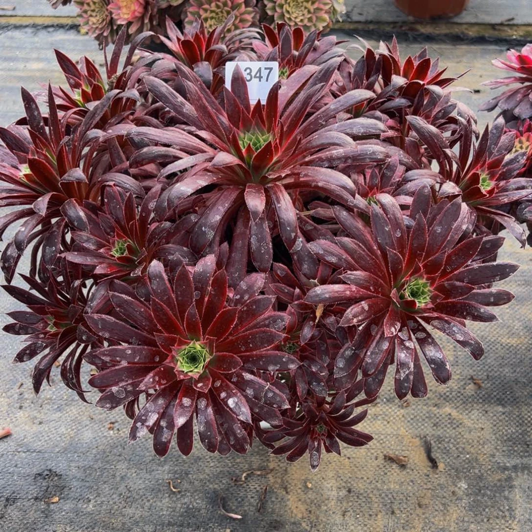 笑*347孔雀锦，多肉植物