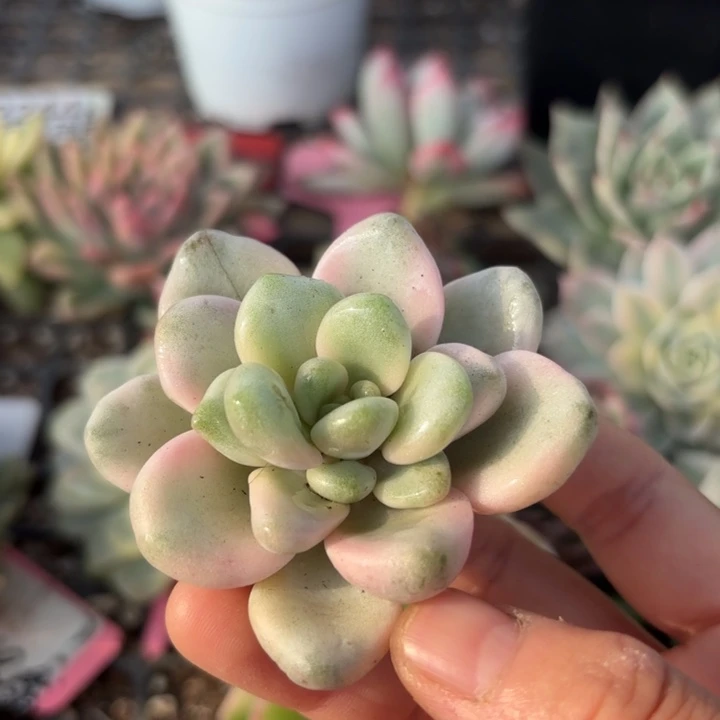 花斑鹿锦多肉植物