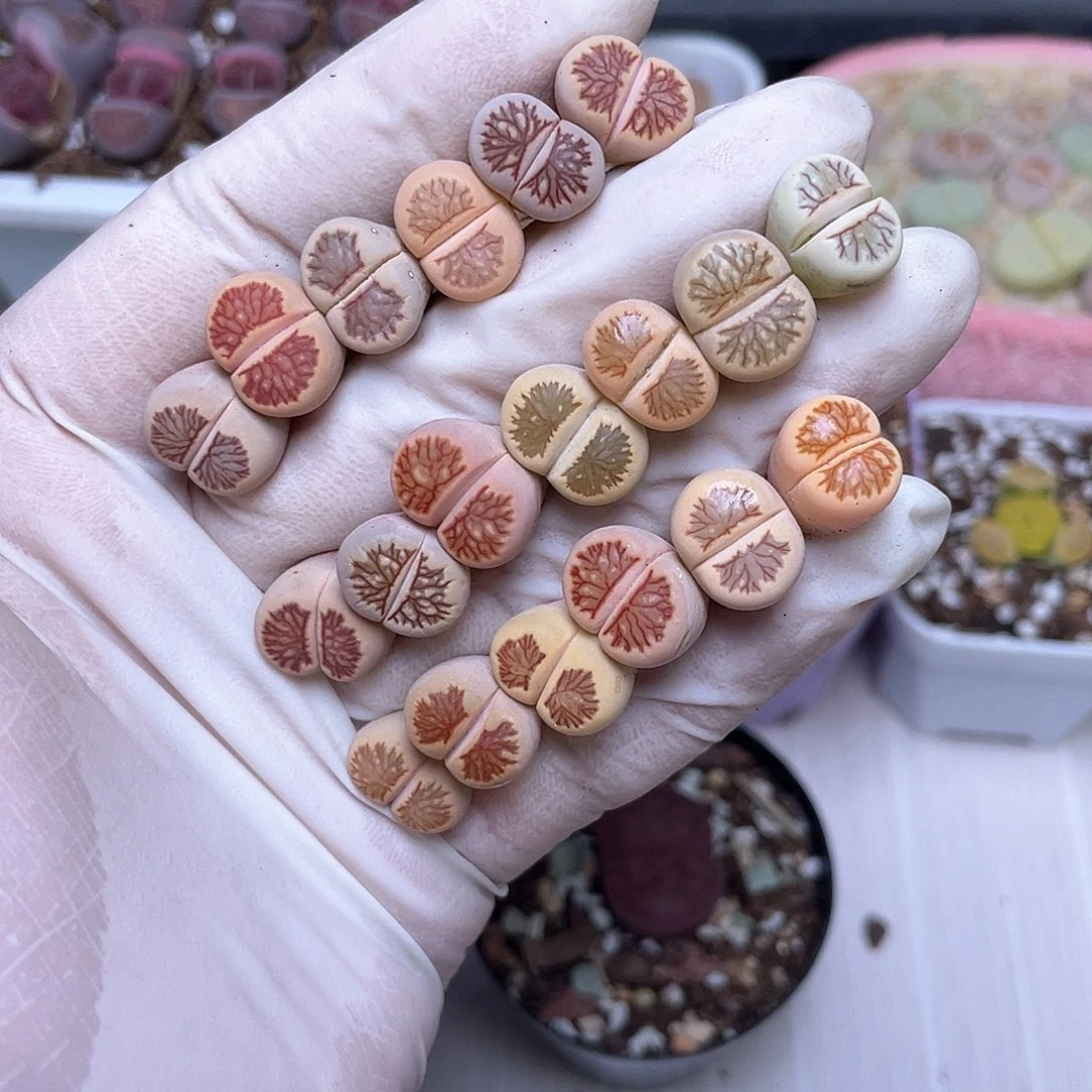 87号 美菊88888888