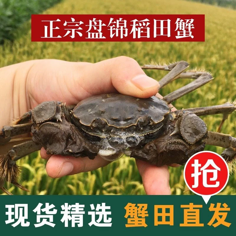 盘锦稻田蟹精品母蟹（0.9-1.2两）二斤装送3只公蟹