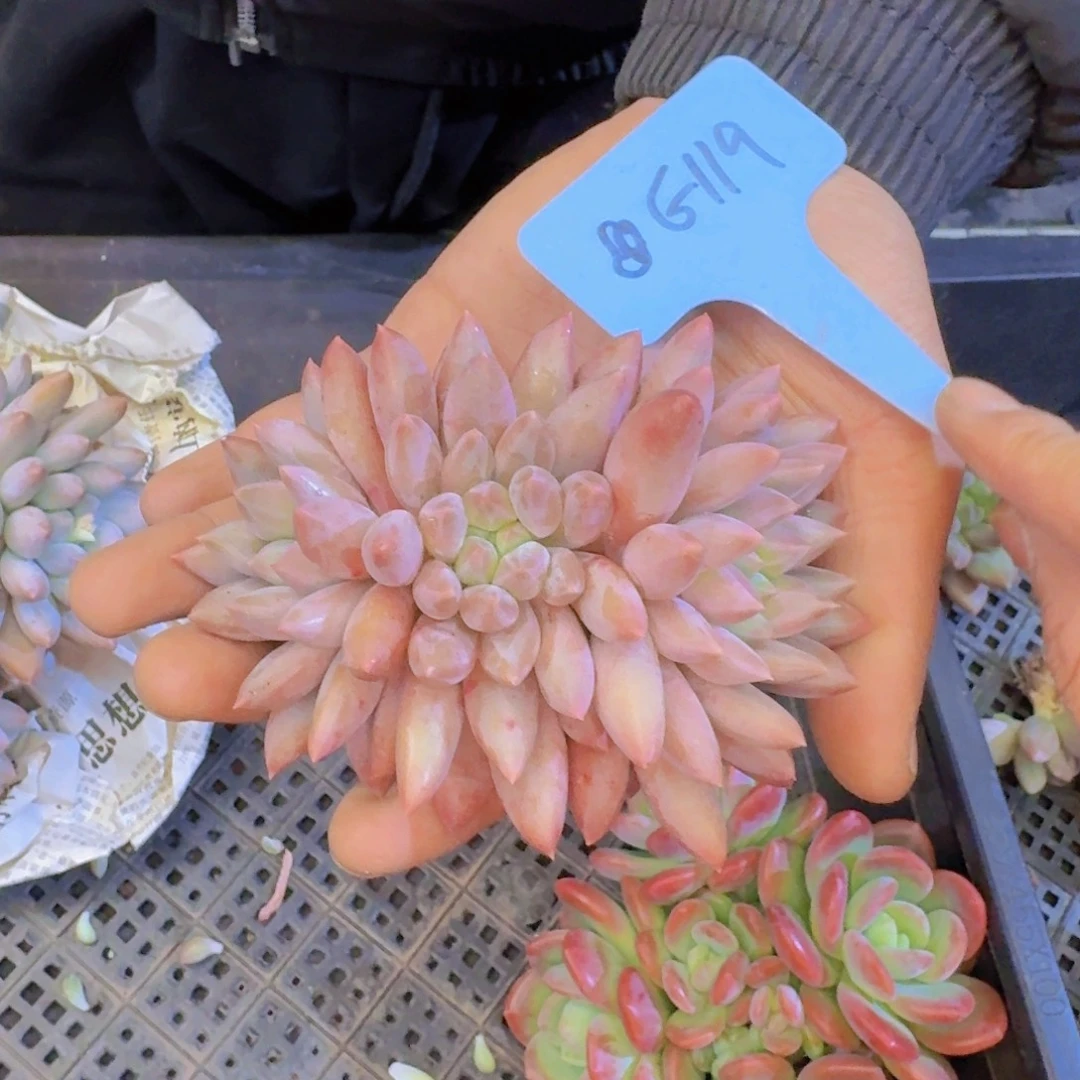 多肉植物的生长发育和