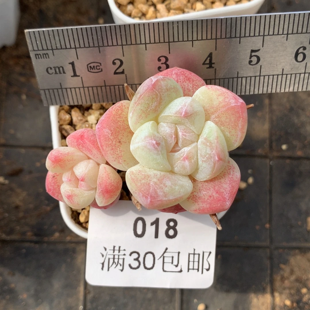 18。带腿冰玉双头。