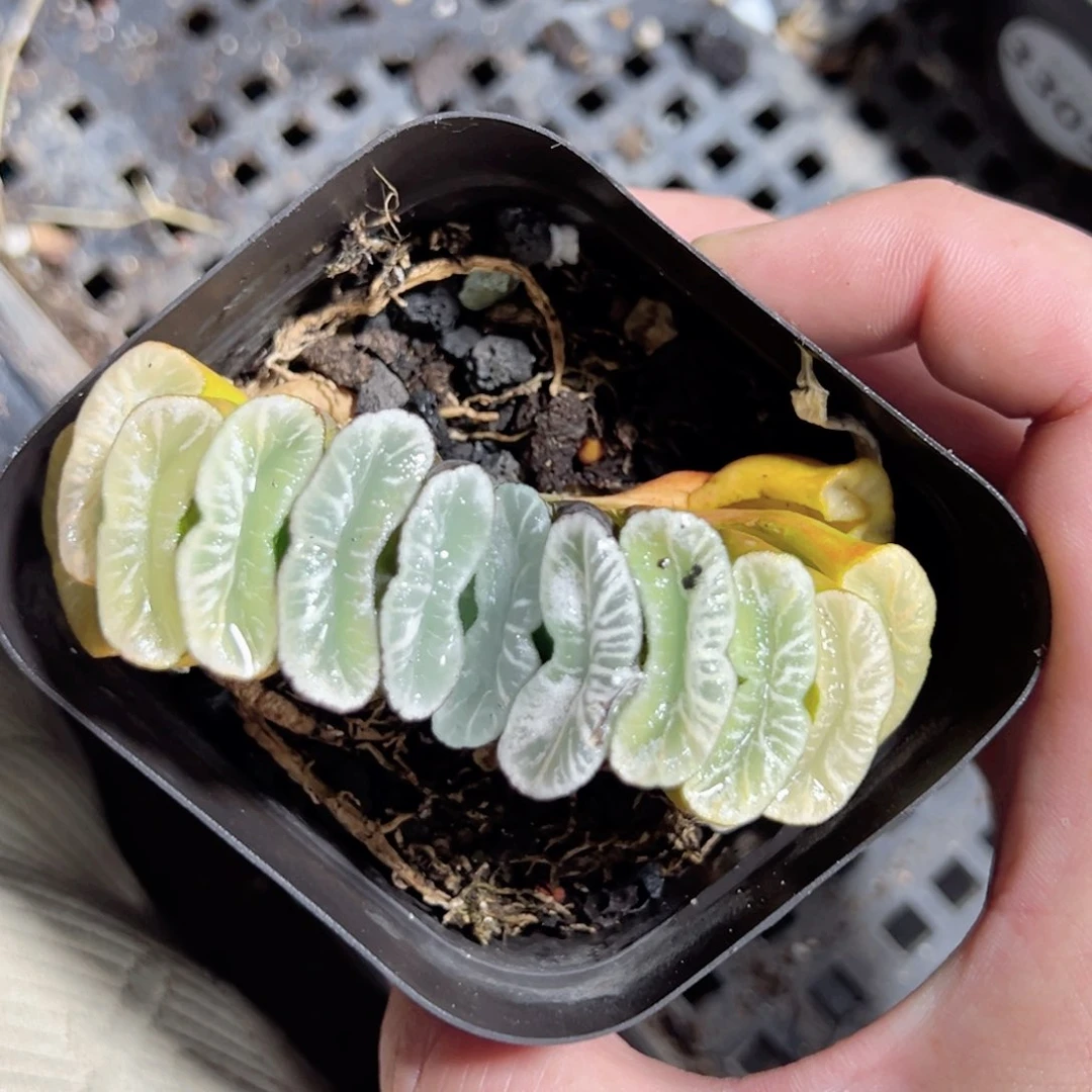 清*3308多肉植物一颗