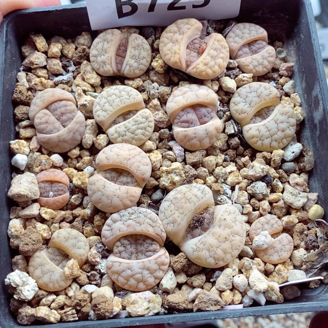 我的小姐姐们都是我的725