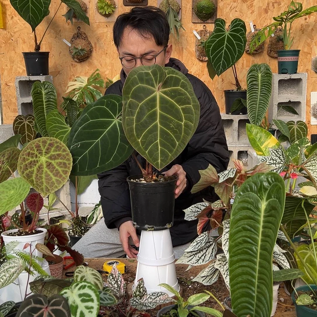 完全开放A31老桩花烛