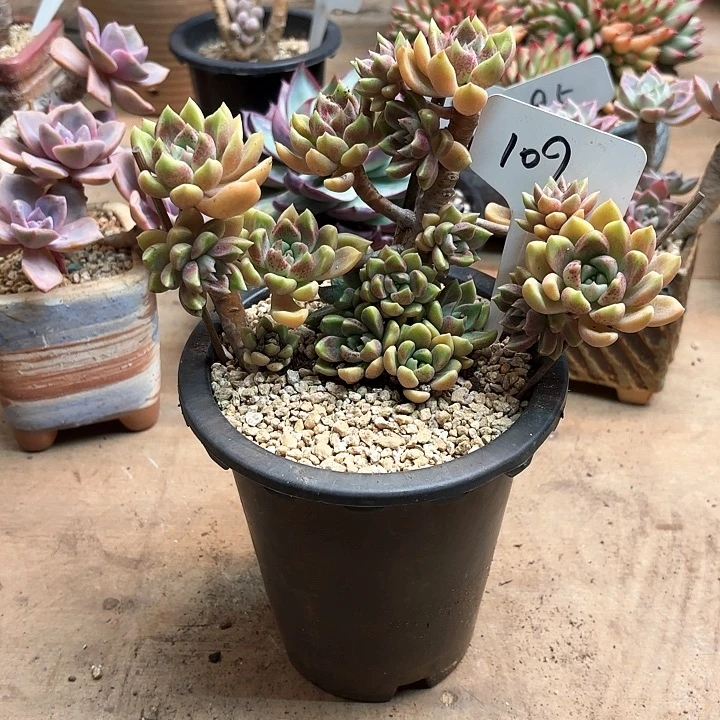 多肉植物，璀璨109号