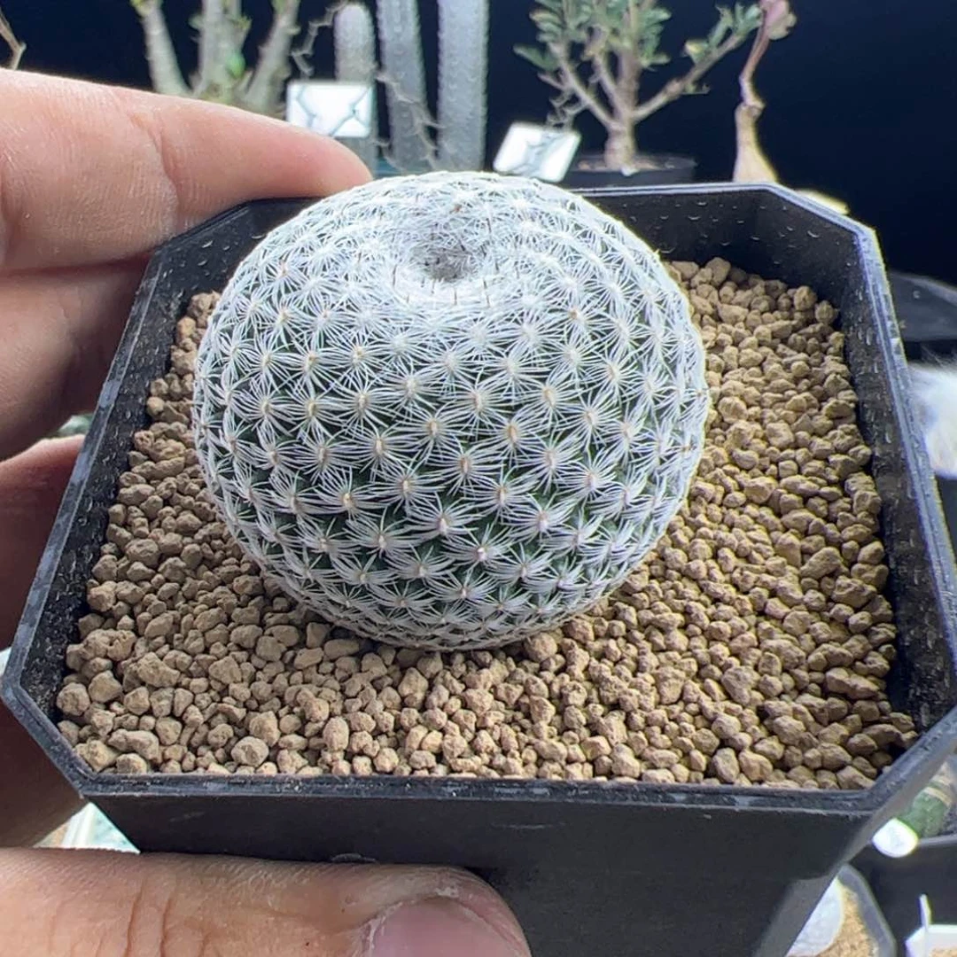 恋山彦4+一物一拍默认脱土发