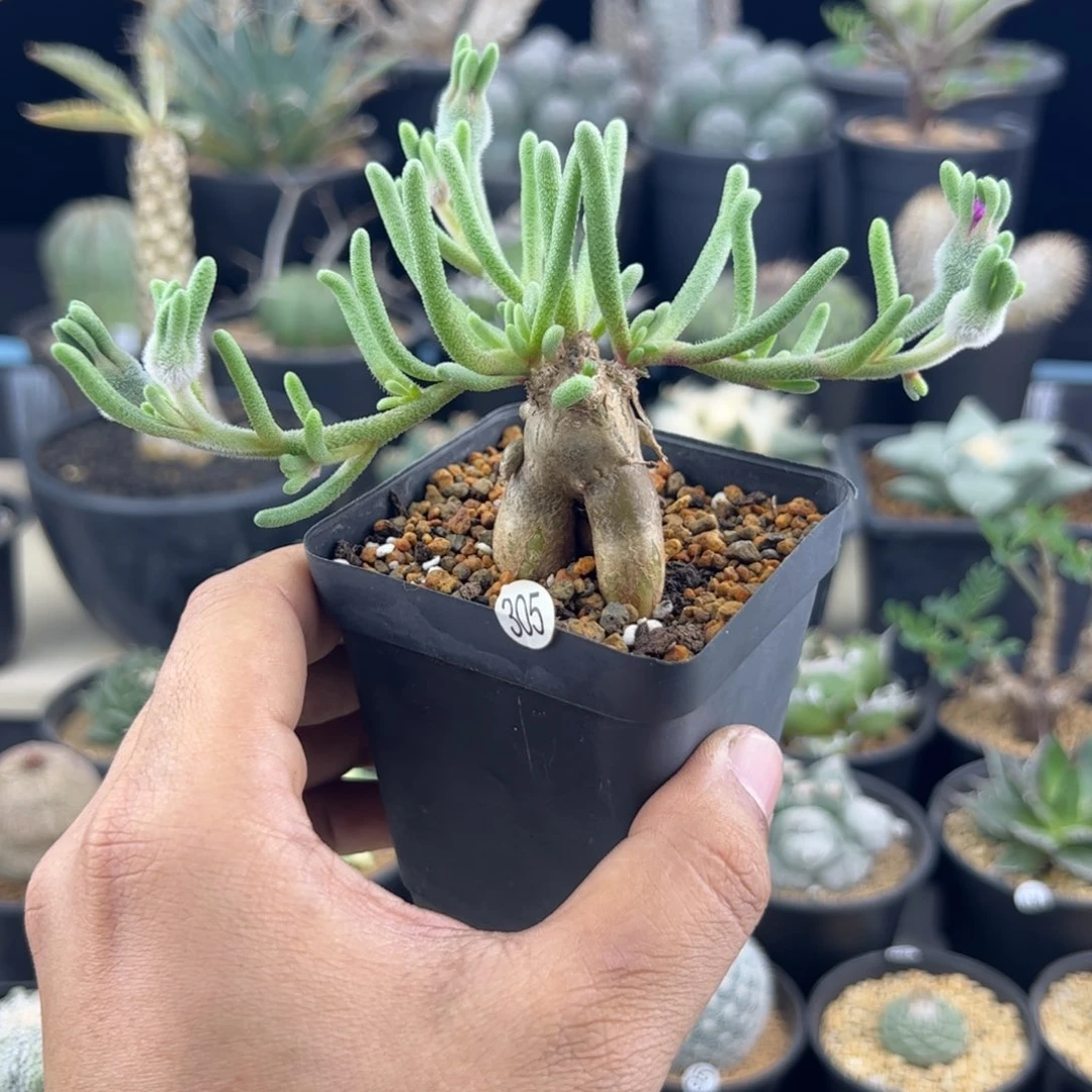 淡青霜紫花一物一拍