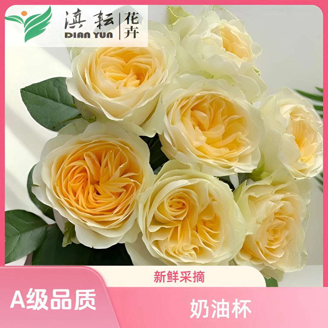 滇耘基地【奶油杯玫瑰】云南高品质鲜花 20支及以上顺丰冷链包邮