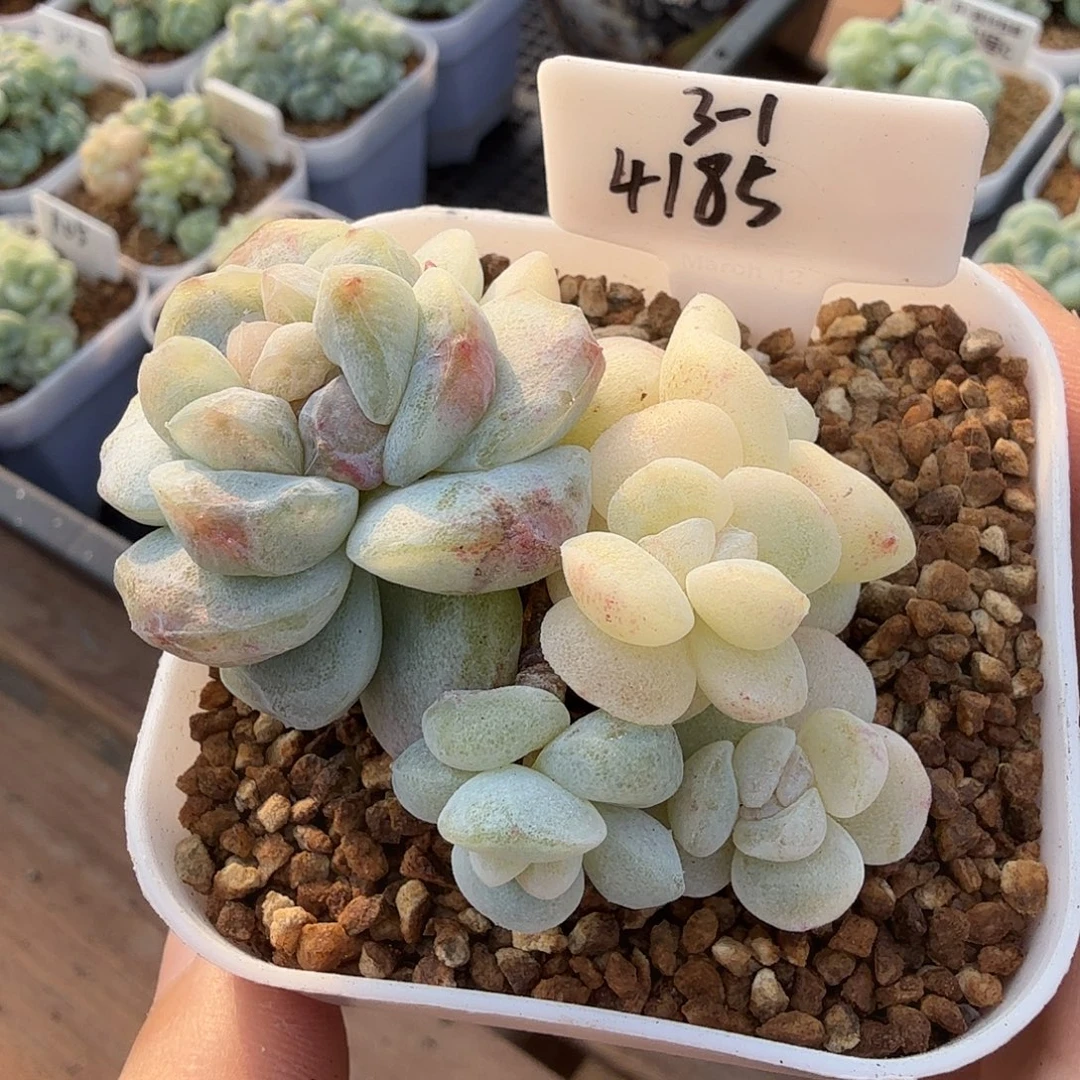 4185号冰玉石化6头群