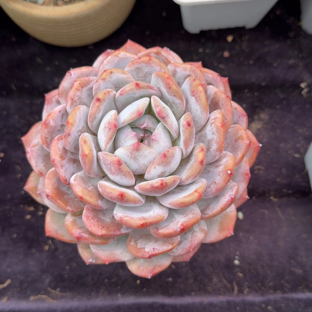 温***生精美大单头，专拍链接，带盆发货