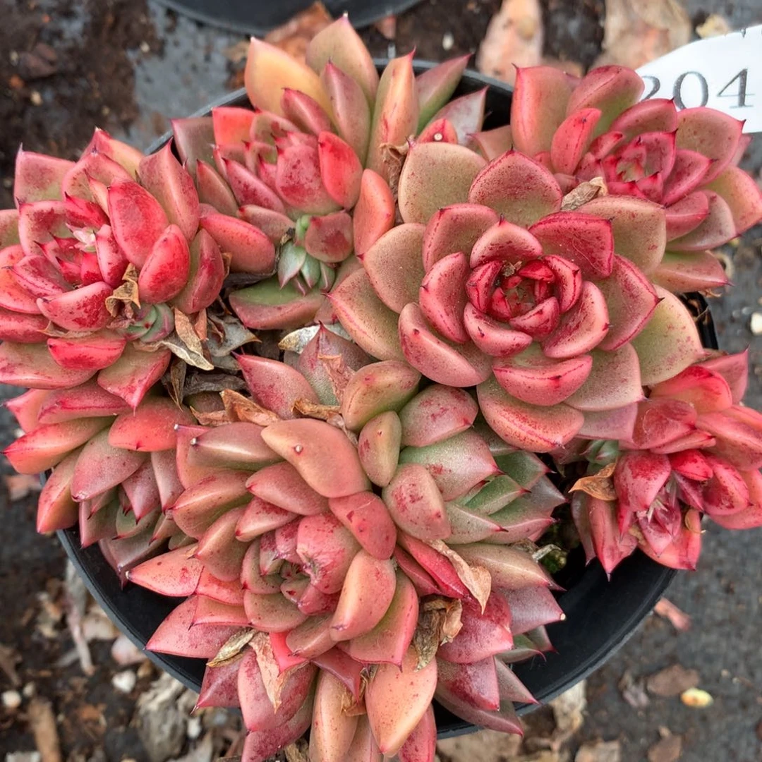 2042杂交精品基地12厘米