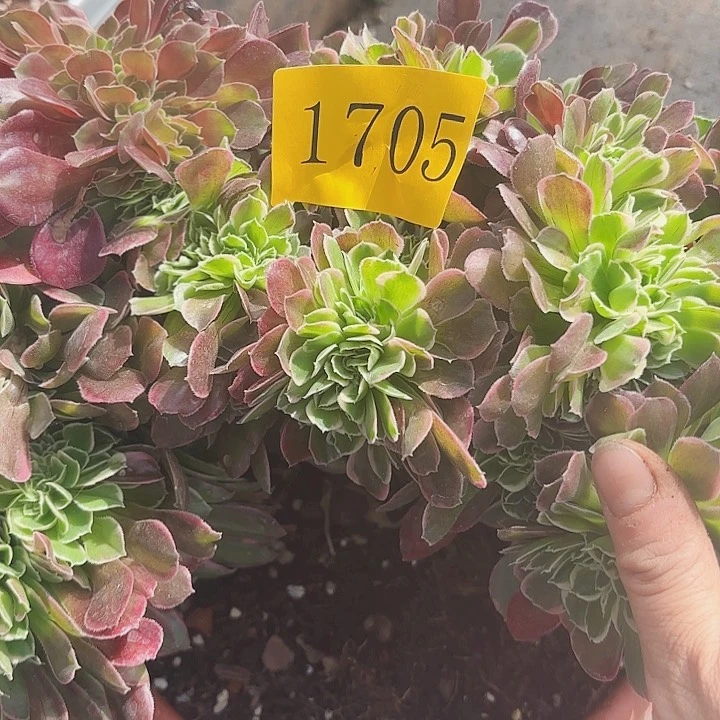 多肉植物福利1705