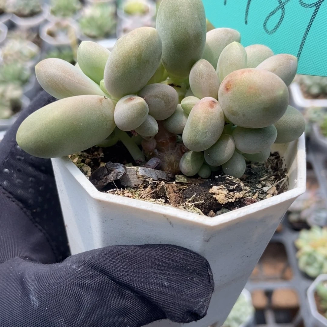 1489唐果美人多肉植物保护