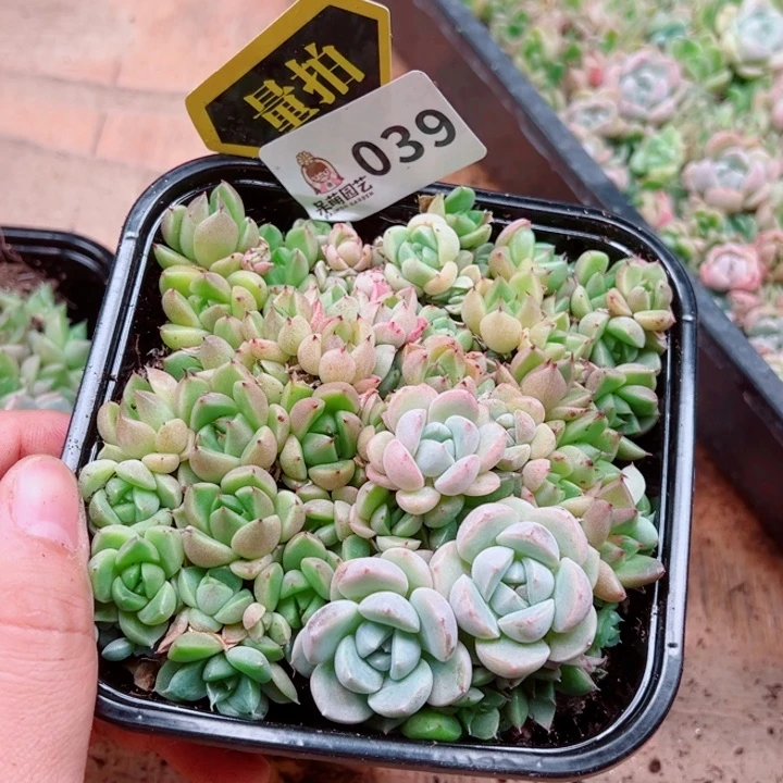 多肉植物多肉植物