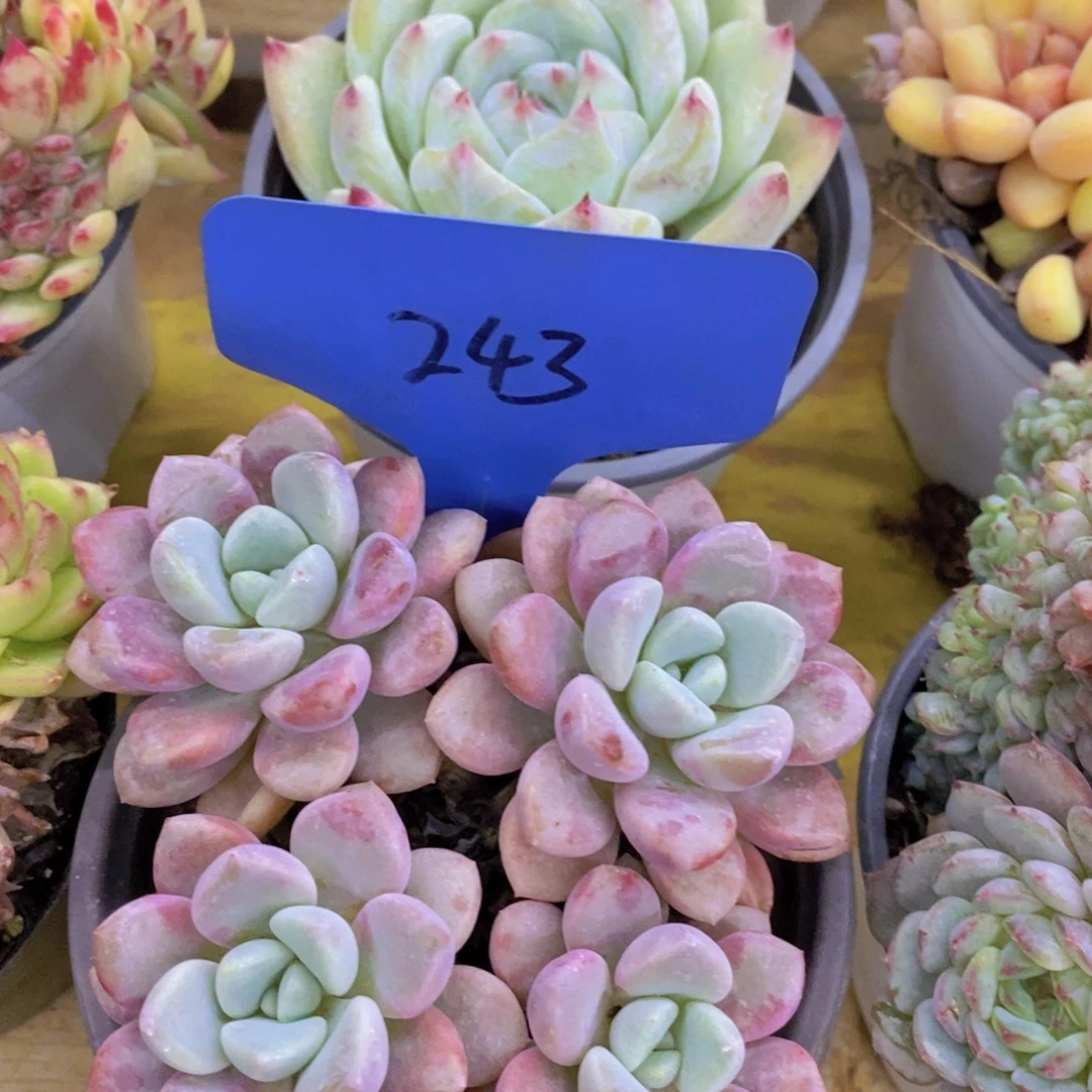 马年见，来日方长，一单包邮