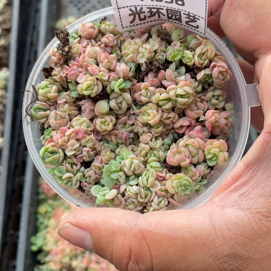 a038号胖宝福利切糕一份