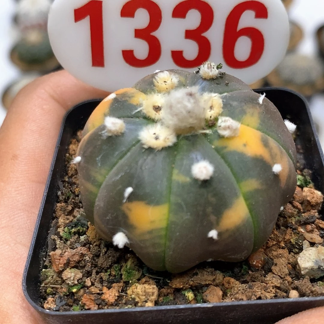1336福利特价咯福利了