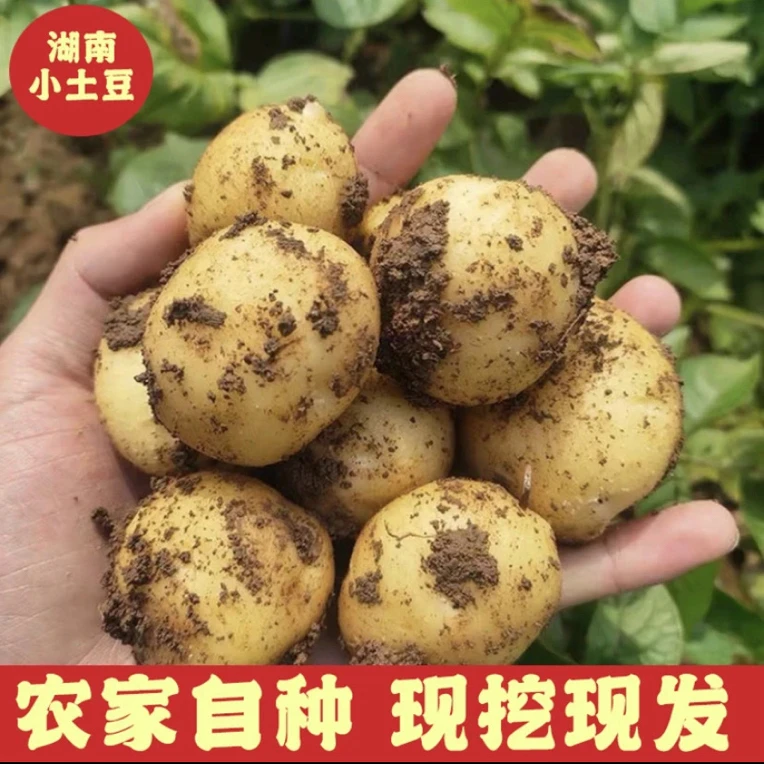 【小哥助农】农家小土豆4斤