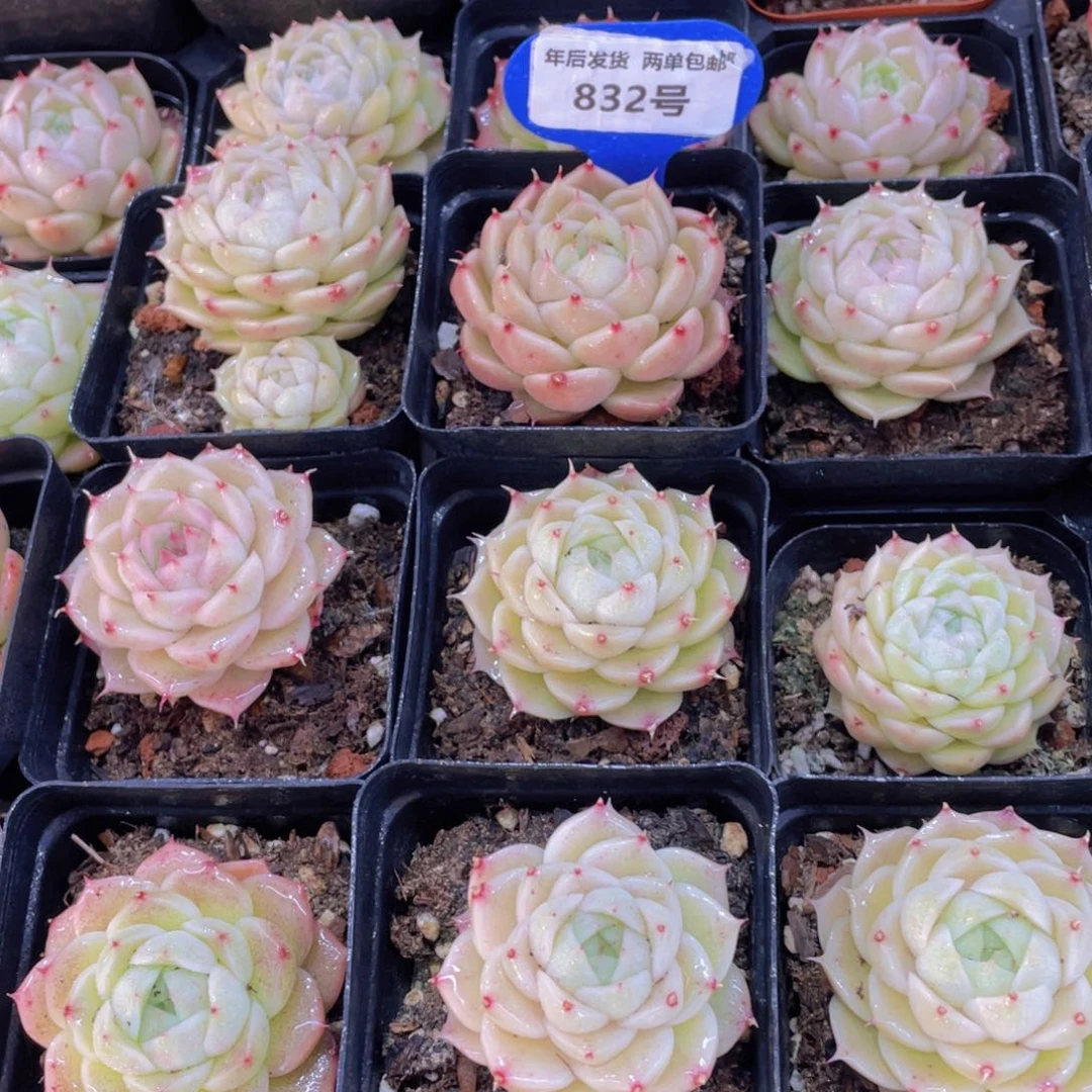 832号 珍妮包包麦秆两个