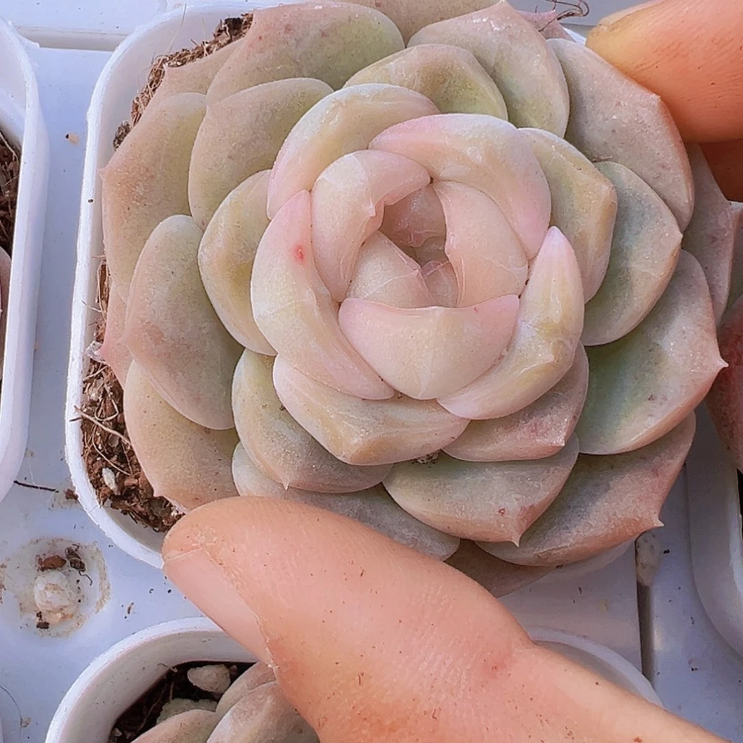 良辰19包邮多肉植物