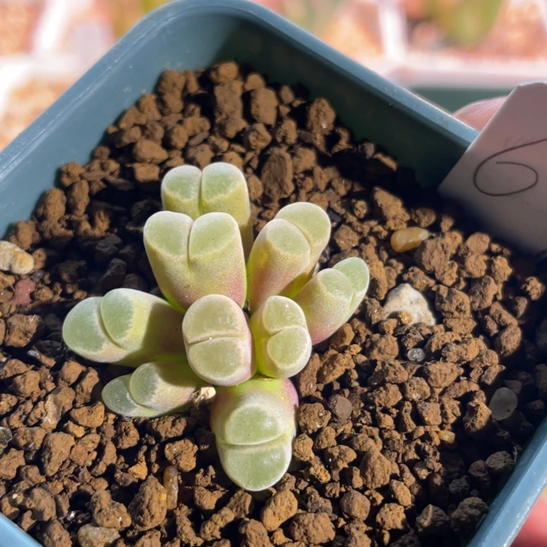骚粉佛肚福利植物一物一拍