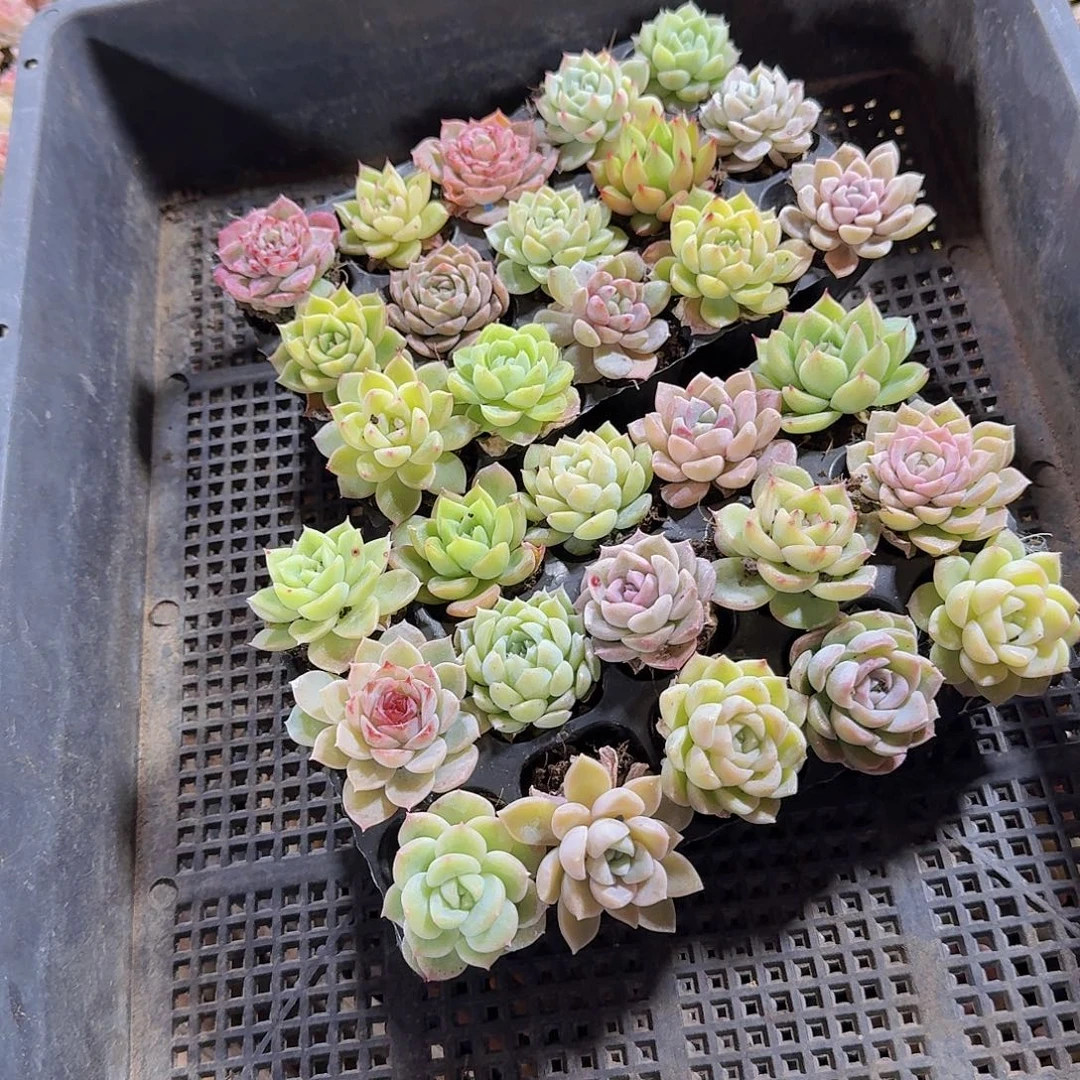 直播福利一物一拍111