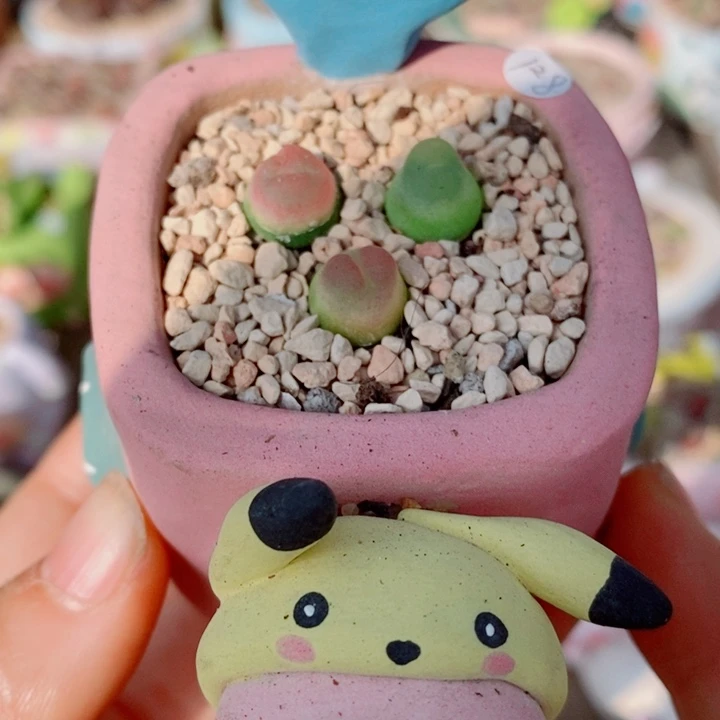 生石花花花花花花花花151