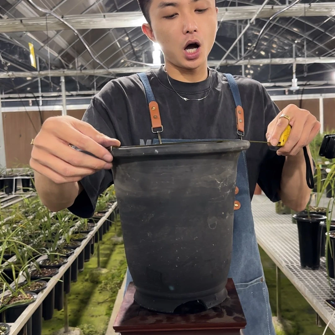 无花朵金坛彭老师纯手工八寸金钟瓦盆