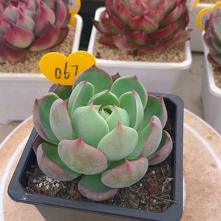 宸*胖惊鸿仙子多肉植物67