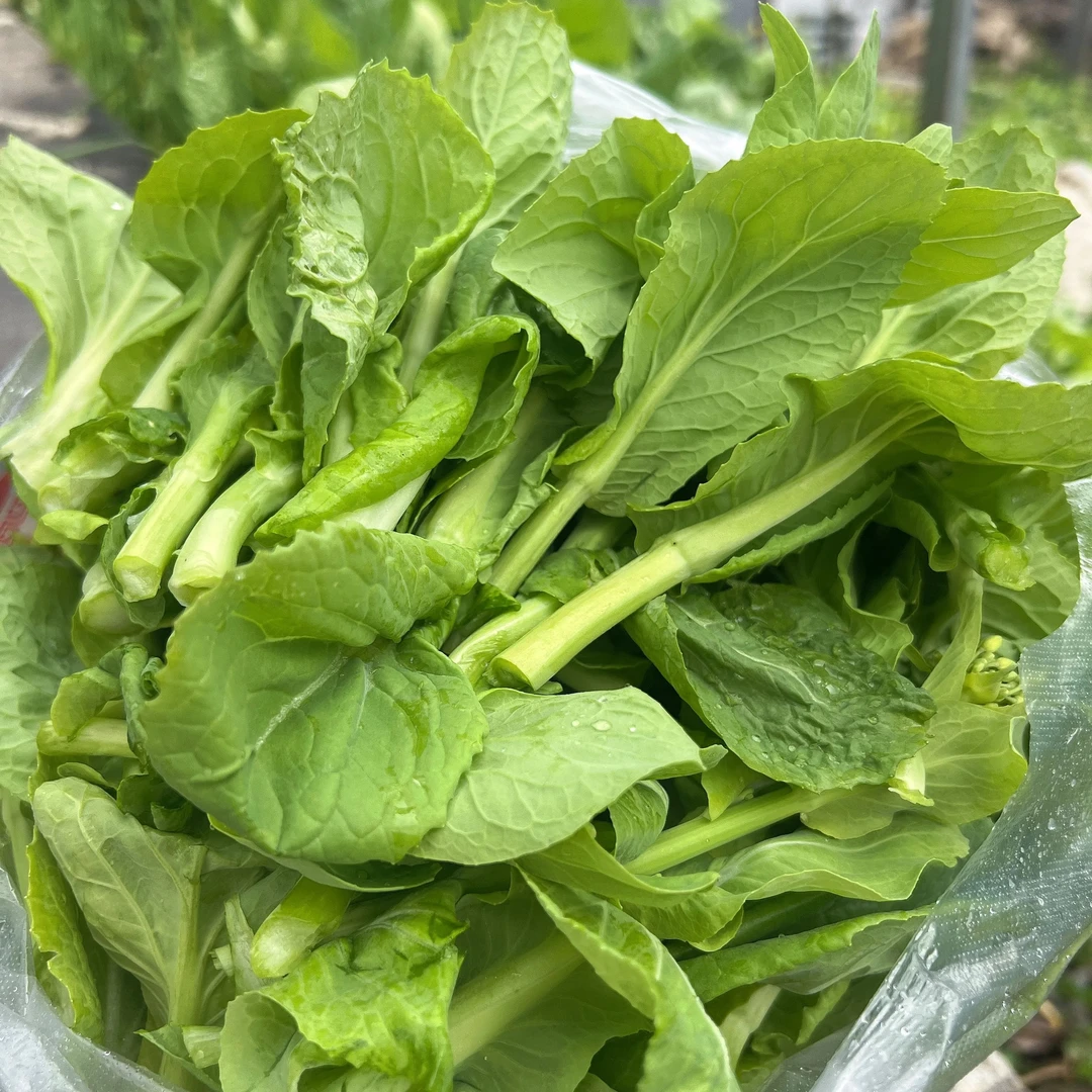 贵州本地新鲜白菜苔菜心时令蔬菜新鲜蔬菜红油菜苔包邮现摘现发