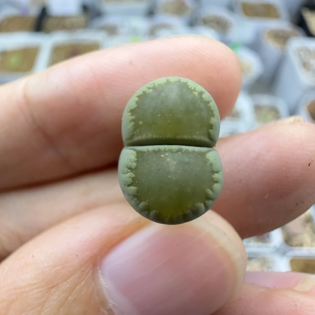 526全净窗睫毛边清框福利30包邮