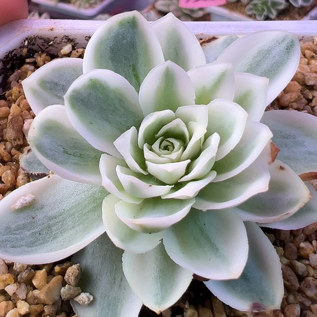 山地玫瑰锦秋夕1289号