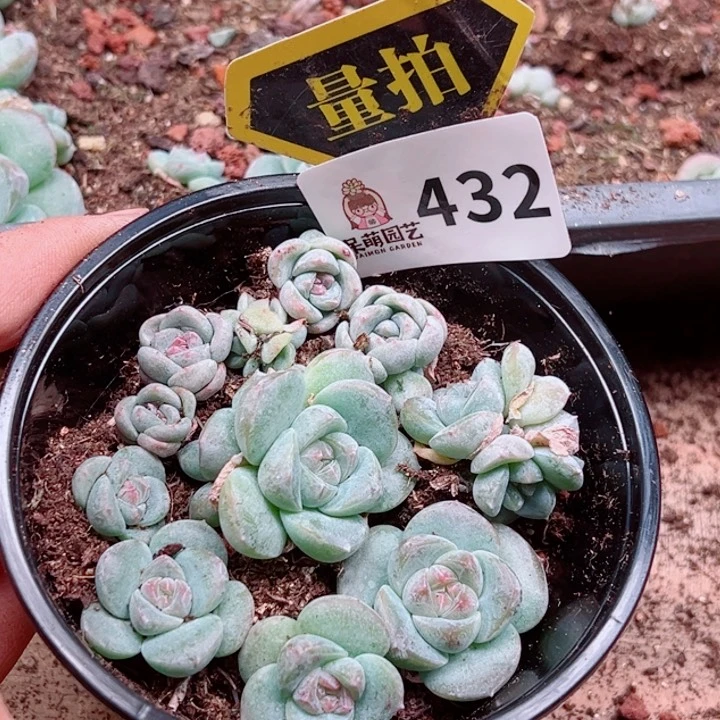 多肉植物多肉植物