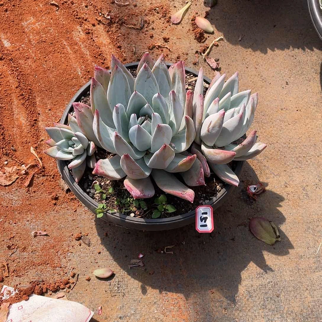 151卡 十号一物一拍多肉