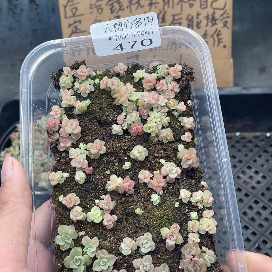云糖心多肉植物470