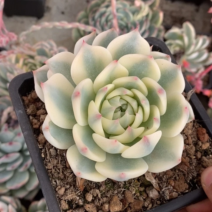 黑***。吉娃娃锦多肉植物