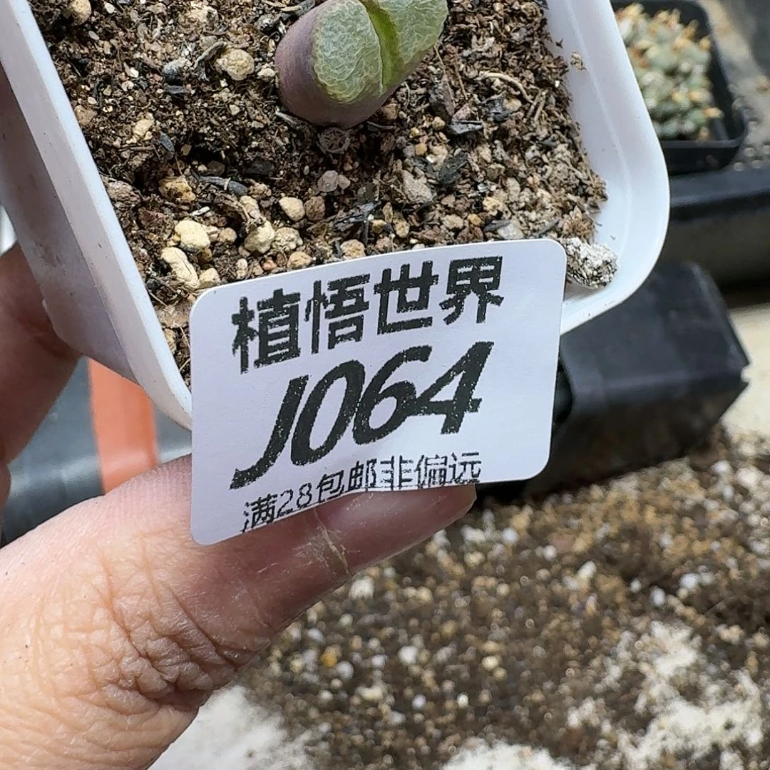 多肉植物的润泽rgh