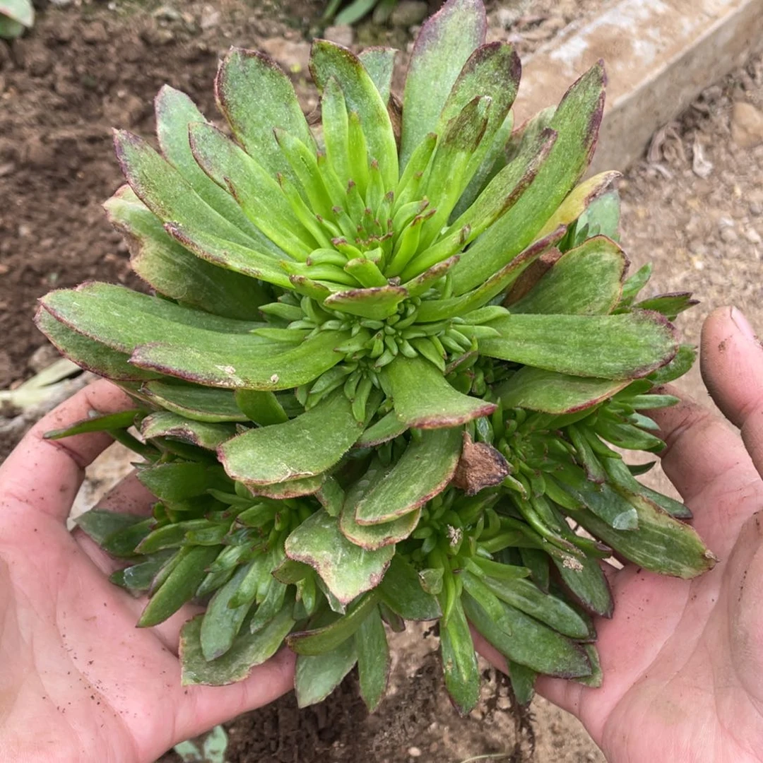 半夏多肉法师断枝不包量